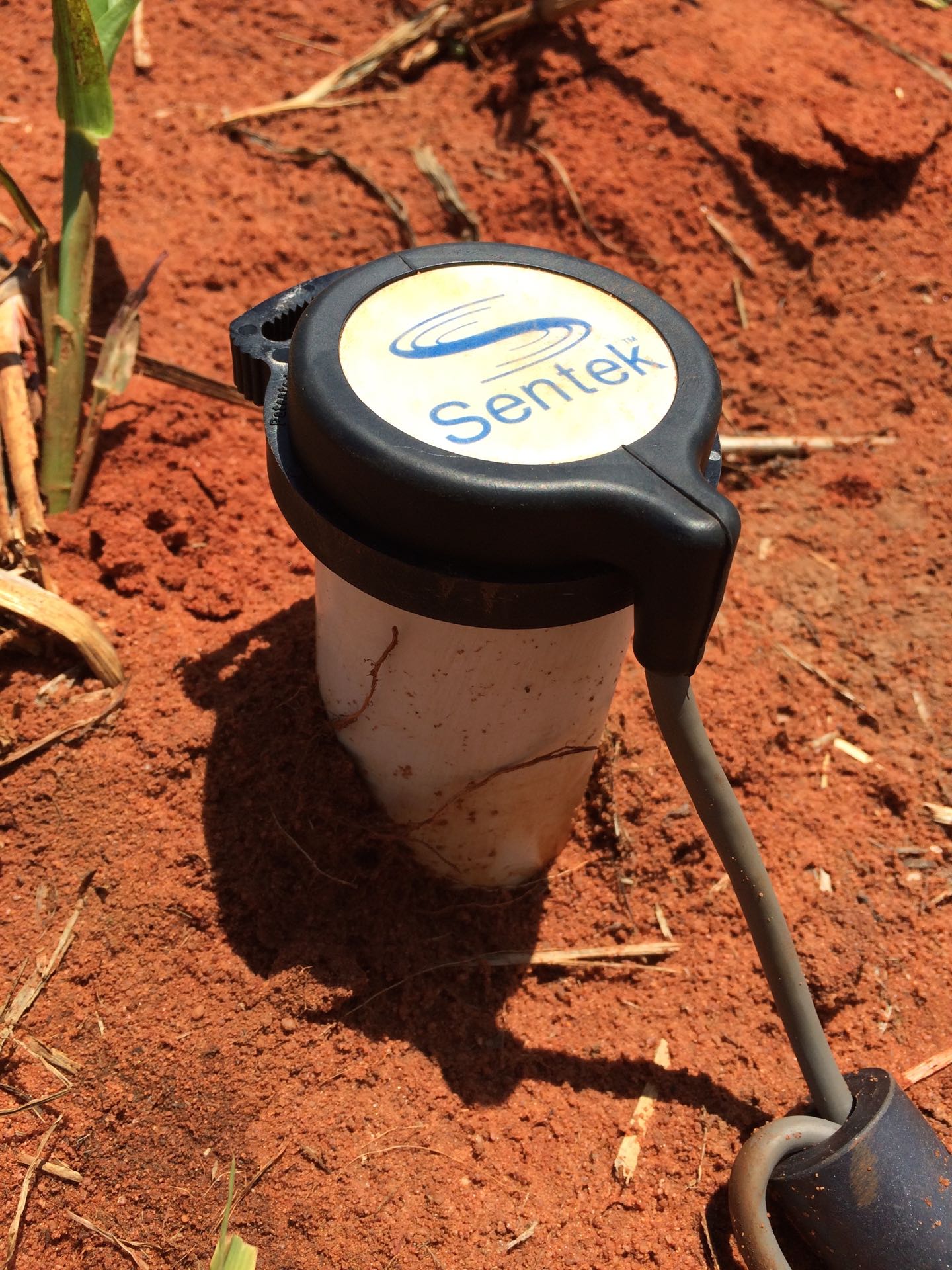 Sentek soil probe installed in the Wallal crop